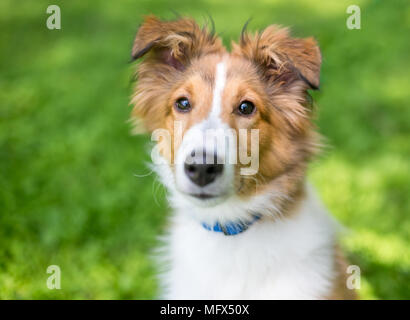 A purebred Shetland Sheepdog "Sheltie" puppy outdoors Stock Photo