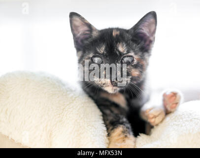A blind tortoiseshell kitten with cloudy eyes Stock Photo
