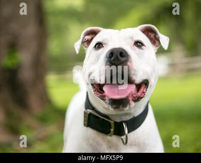 A white American Bulldog mixed breed dog with a happy expression Stock Photo