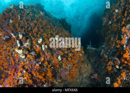 Colony Flower Tree Coral (Scleronephthya sp.). Riot of colors of underwater world.  Picture was taken in the Ceram sea, Raja Ampat, Papua, Indonesia Stock Photo