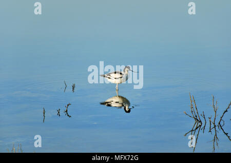 Pied Avocet (Recurvirostra avosetta). Sado river. Portugal Stock Photo