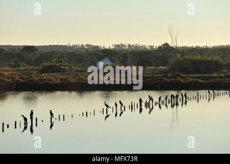 Great Cormorants (Phalacrocorax carbo) in the Sado Estuary Nature Reserve. Portugal Stock Photo