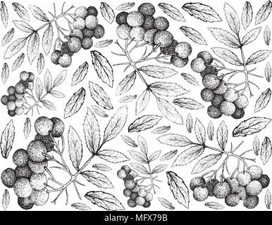 Berry Fruit, Illustration Wallpaper Background of Hand Drawn Sketch of American Elder or Sambucus Canadensis Fruits. High in Vitamin C with Essential  Stock Vector
