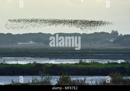 A huge flock of Glossy Ibis (Plegadis falcinellus) flying over salt pans at the Sado Estuary Nature Reserve. Portugal Stock Photo