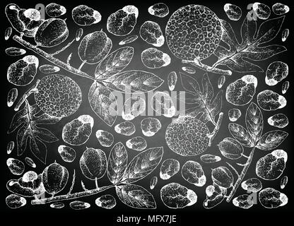 Tropical Fruits, Illustration Wallpaper Background of Hand Drawn Sketch of Ackee or Blighia Sapida and Breadfruit or Artocarpus Altilis Fruits on Blac Stock Vector