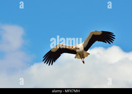 Stork (Ciconia ciconia) flying at the Sado Estuary Nature Reserve. Portugal Stock Photo