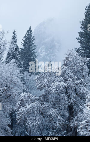 Snow covered trees in Yosemite Valley. California, Yosemite National ...