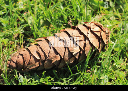 Fallen pine cone on soft green grass Stock Photo