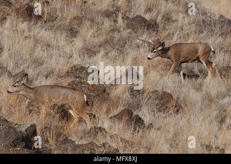 Mule Deer buck. California, Tulelake, Tule Lake National Wildlife Refuge, Winter Stock Photo