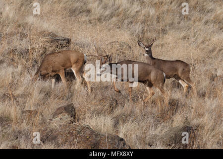 Mule Deer buck. California, Tulelake, Tule Lake National Wildlife Refuge, Winter Stock Photo