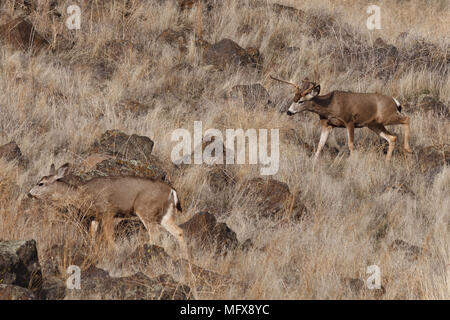 Mule Deer buck. California, Tulelake, Tule Lake National Wildlife Refuge, Winter Stock Photo