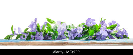 Spring flowers Periwinkle on old wooden board Stock Photo