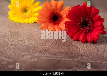 Gerbera daisies on the dark brown background, isolated, macro, toned Stock Photo