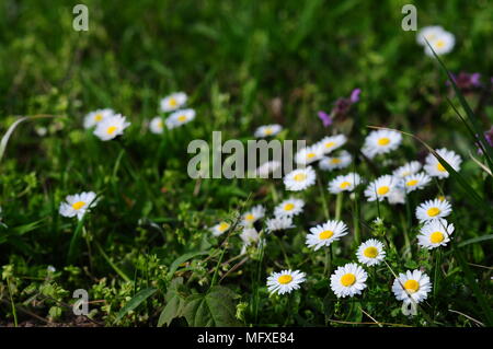 Group of Daisies on meadow (Bellis perennis)  European species of daisy.
