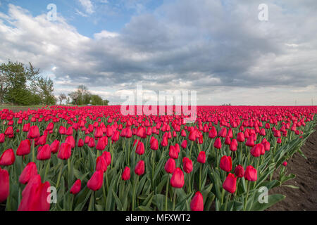 Schwaneberg, Germany - April 27, 2018: View of a field of red tulips in the village of Schwaneberg in Saxony-Anhalt, Germany. The family business Christiane Degenhardt starts harvesting tulip bulbs today. The company has been cultivating bulbs for over 100 years. Ernst Degenhardt laid the foundation stone of the nursery.  He started his own business as a landscape gardener in Magdeburg in 1905. Credit: Mattis Kaminer/Alamy Live News Stock Photo