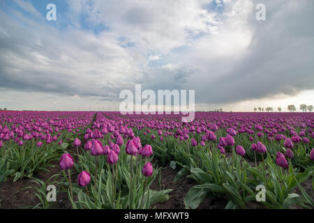 Schwaneberg, Germany - April 27, 2018: View of a field of purple tulips in the village of Schwaneberg in Saxony-Anhalt, Germany. The family business Christiane Degenhardt starts harvesting tulip bulbs today. The company has been cultivating bulbs for over 100 years. Ernst Degenhardt laid the foundation stone of the nursery.  He started his own business as a landscape gardener in Magdeburg in 1905. Credit: Mattis Kaminer/Alamy Live News Stock Photo