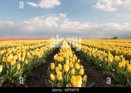 Schwaneberg, Germany - April 27, 2018: On the edge of the village of Schwaneberg in Saxony-Anhalt, Germany, stand the Tupenfelder of the family business Christiane Degenhardt, which begins harvesting tulip bulbs today. Next to red and purple tulips there are yellow tulips in a row. The company has been cultivating bulbs for over 100 years. Ernst Degenhardt laid the foundation stone of the nursery.  He started his own business as a landscape gardener in Magdeburg in 1905. Credit: Mattis Kaminer/Alamy Live News Stock Photo