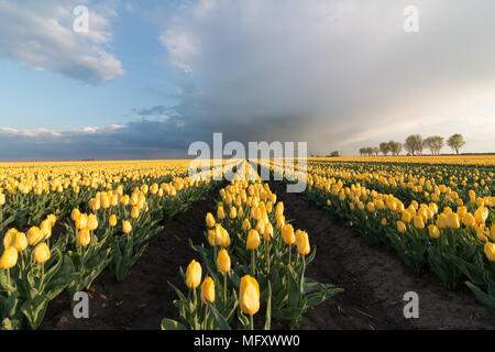 Schwaneberg, Germany - April 27, 2018: On the edge of the village of Schwaneberg in Saxony-Anhalt, Germany, stand the Tupenfelder of the family business Christiane Degenhardt, which begins harvesting tulip bulbs today. Next to red and purple tulips there are yellow tulips in a row. The company has been cultivating bulbs for over 100 years. Ernst Degenhardt laid the foundation stone of the nursery.  He started his own business as a landscape gardener in Magdeburg in 1905. Credit: Mattis Kaminer/Alamy Live News Stock Photo