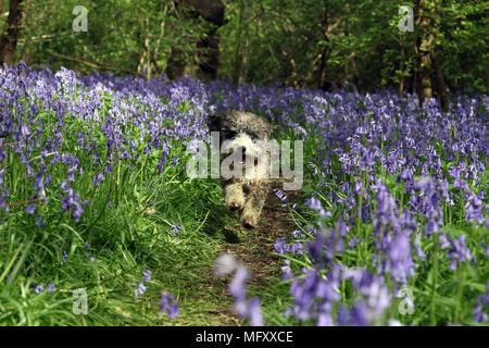 Cookie the cockapoo dog amongst the bluebells as they carpet the floor of a woods in Peterborough, Cambridgeshire, on April 26, 2018. Stock Photo