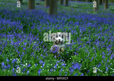 Cookie the cockapoo dog amongst the bluebells as they carpet the floor of a woods in Peterborough, Cambridgeshire, on April 26, 2018. Stock Photo