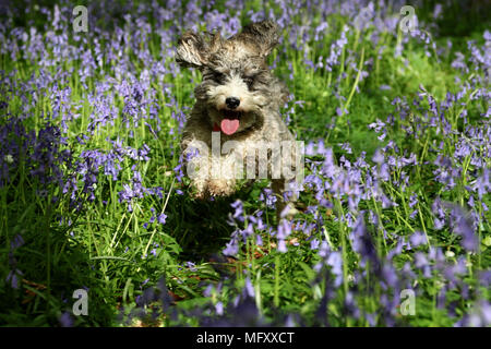 Cookie the cockapoo dog amongst the bluebells as they carpet the floor of a woods in Peterborough, Cambridgeshire, on April 26, 2018. Stock Photo