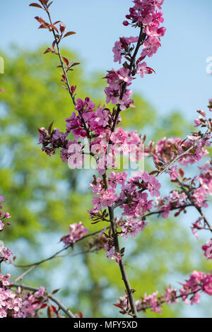 Malus ‘Cardinal'. Crab apple ‘Cardinal’ blossom in spring. UK Stock Photo