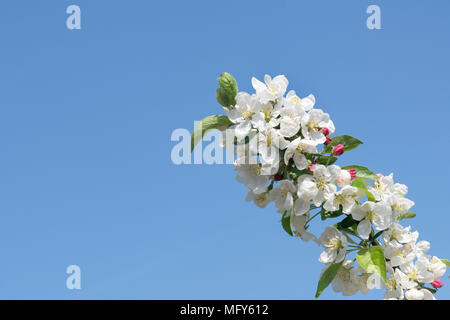 Malus ‘Evereste'. Crab apple 'Evereste' blossom in spring. UK Stock Photo