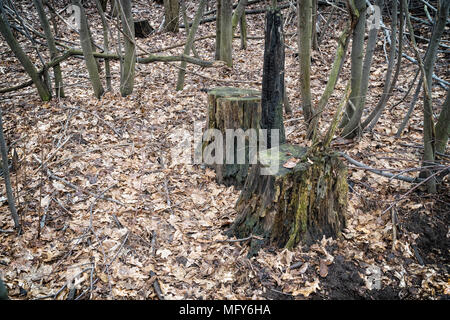 Two stumps in the autumn forest Stock Photo