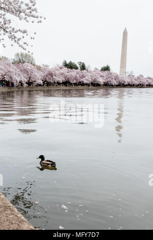 Lake surrounded by white cherry blossoms Stock Photo - Alamy