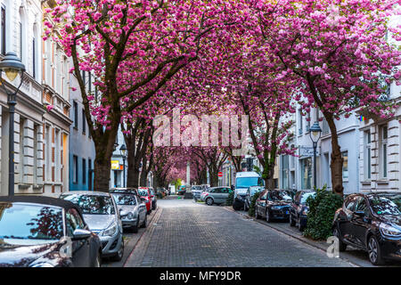 BONN, GERMANY - APRIL 21, 2018: Heerstrasse or Cherry Blossom Avenue during peak of sakura blossom in April Stock Photo