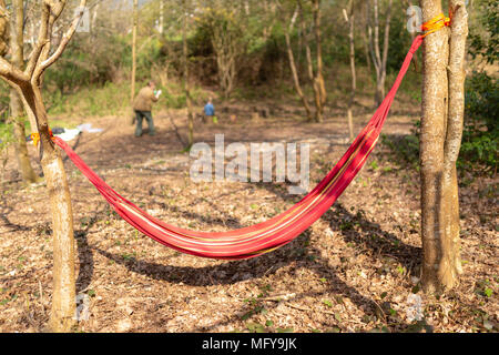 Unused hammock in public woods ready to be used as part of a forest school lesson Stock Photo