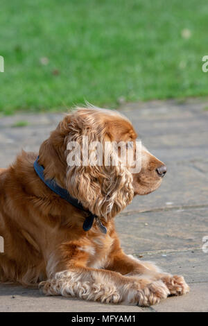 Sprocker sitting on garden patio Stock Photo