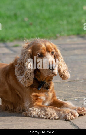 Sprocker sitting on garden patio Stock Photo