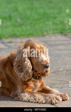 Sprocker sitting on garden patio Stock Photo