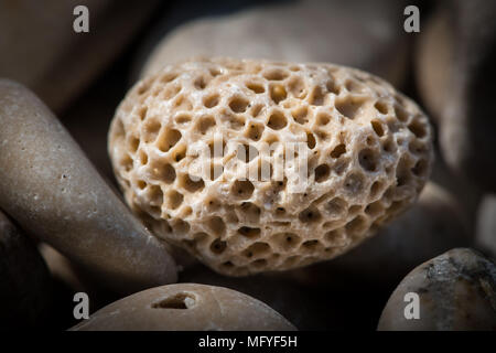 Closeup of a small stone with holes made by marine animals, on a beach in Croatia Stock Photo