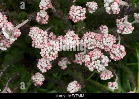 Clusters of pink yarrow or achillea millefolium with pink and white florets and fern like foliage.