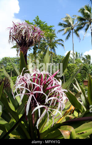 Spider Lily, Hana, Maui Stock Photo - Alamy