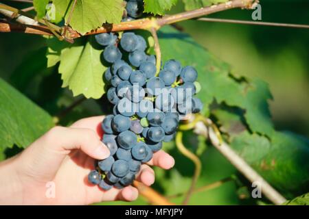 Hands Holding Grapes at a vineyard in Baden-Württemberg, Germany Stock Photo