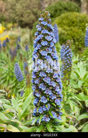 Close up of clear blue echium candicans flower in foreground with other echium flowers and plants in the background. Stock Photo