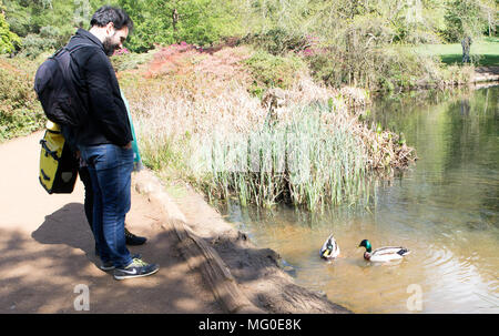 Man With Ducks in The Isabella Plantation Richmond Park Surry UK Stock Photo