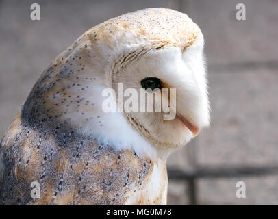 Close up of  common barn owl bird of prey, Tyto alba Stock Photo