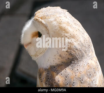 Close up of  common barn owl bird of prey, Tyto alba Stock Photo