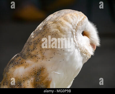 Bird of prey at Alba Falconry bird sanctuary stall, Newkirkgate, Leith, Edinburgh, Scotland, UK. Close up of  common barn owl, Tyto alba Stock Photo