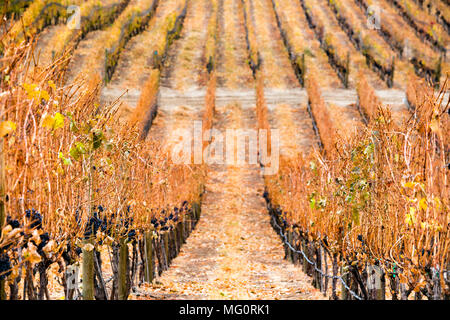 Dormant Cabernet Sauvignon grape vines in a vineyard located in the Okanagan Valley near Penticton, British Columbia, Canada. Stock Photo