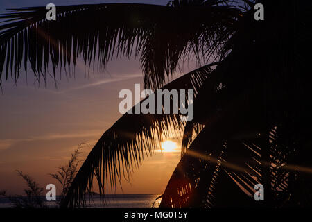 Silhouette of the palm tree brunches on the sunset Stock Photo