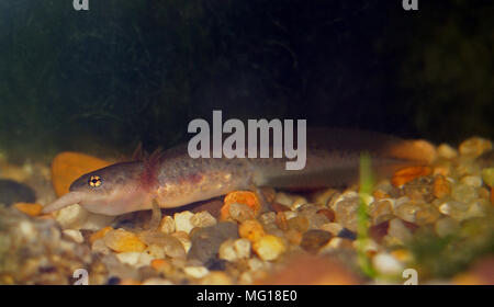 rough-skinned newt larvae eats small worm, California Stock Photo