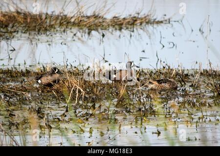 Blue-winged Teal in Texas Saltwater Marsh. Both drake and hen resting in the salt grass before their flight back north. Stock Photo