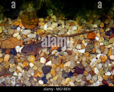 rough-skinned newt larvae, California Stock Photo