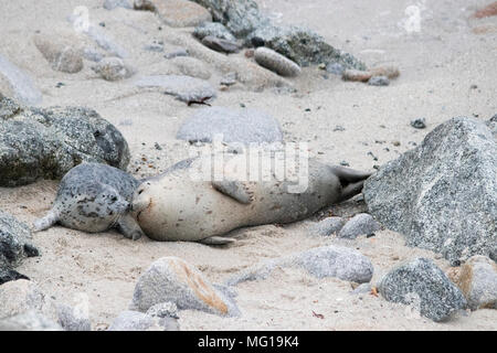 Mother seal with a newborn pup on a beach in Pacific Grove, CA Stock Photo