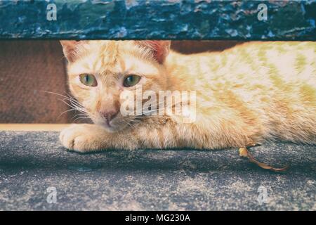 Ginger Cat. Stock Photo